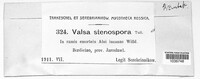 Valsa stenospora image